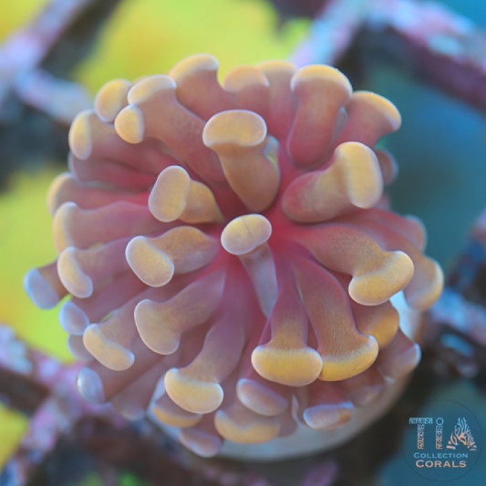 Orange Branching Hammer