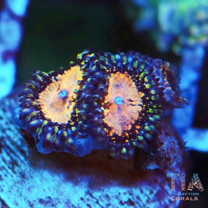 TIA Starfire Zoanthids Frag