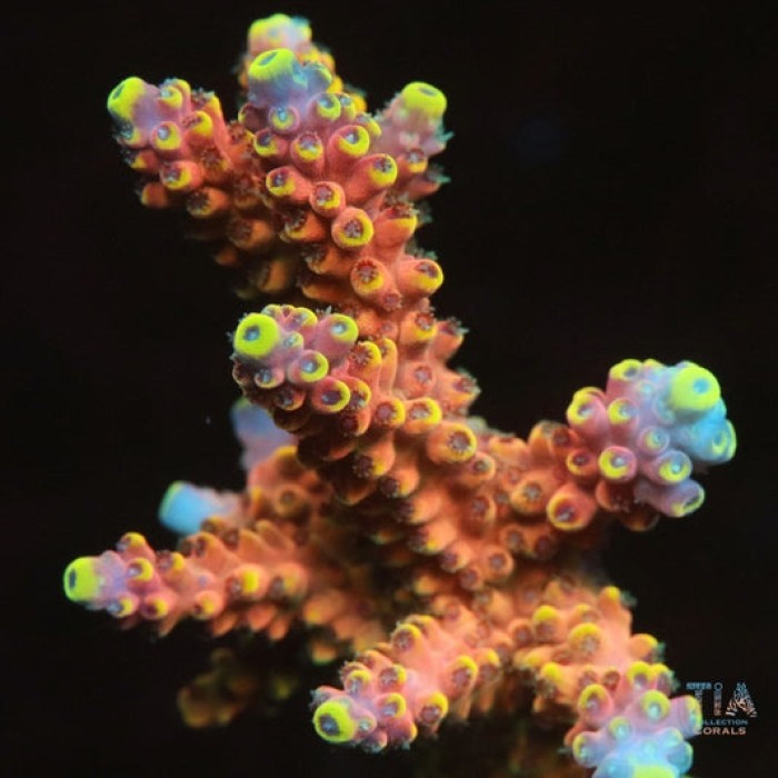 RMF Candy Land Acropora Colony (cut to order)