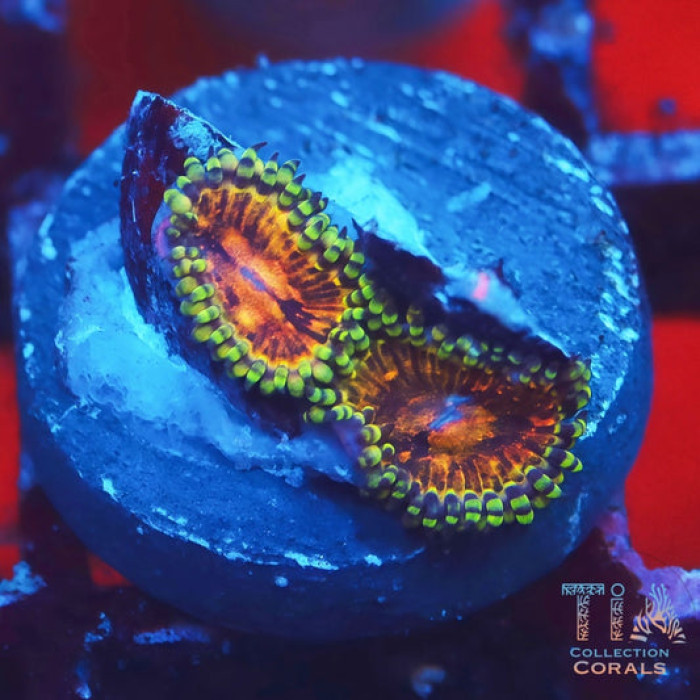 Mambo Jambo Zoanthids