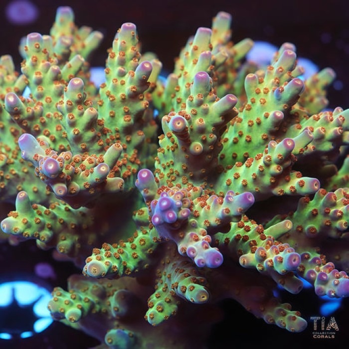 TIA Orchid Blossom Acropora Colony ( cut to order)