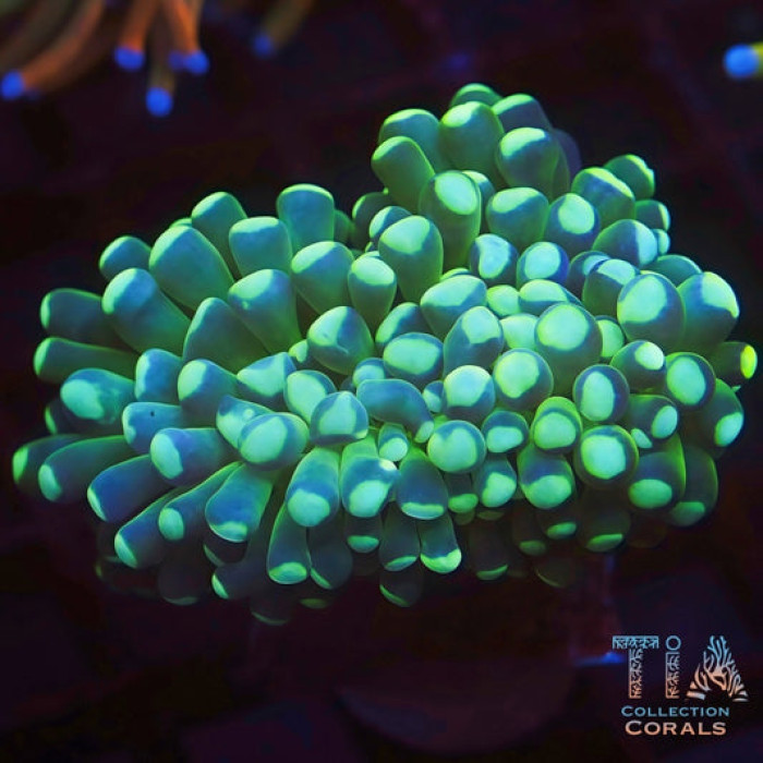 Fat Head Green Torch