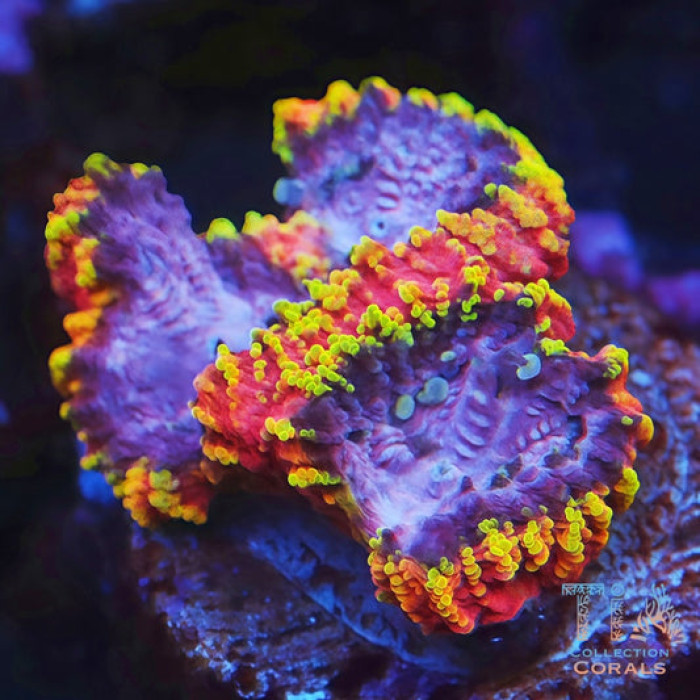 Burning Passion Favia