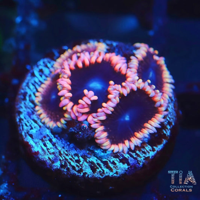 TIA Demon Crown Zoa Zoanthids