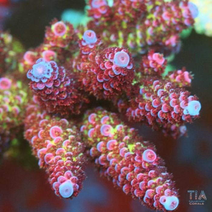 TIA Berry Ice Acropora Colony (cut to order)