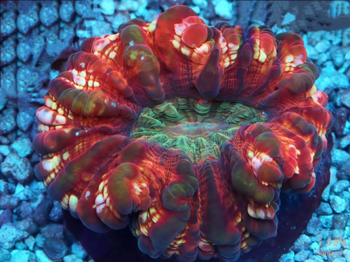 Magma Core Cynarina Coral