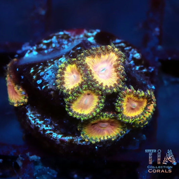 Kamikaze Zoanthids