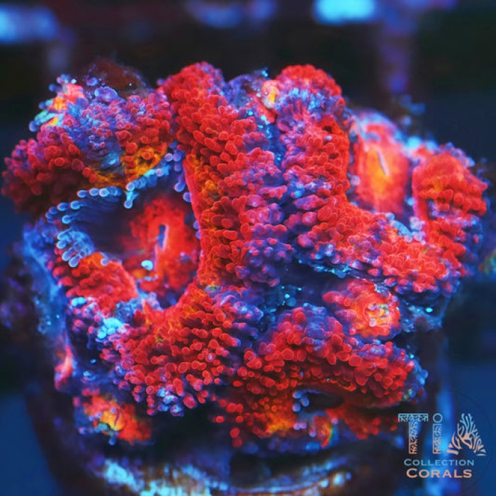 Ultra Rainbow Acan Lord