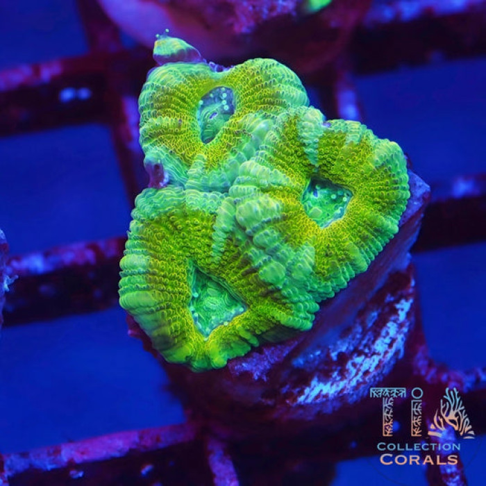 TIA Sour Apple Acan Frag