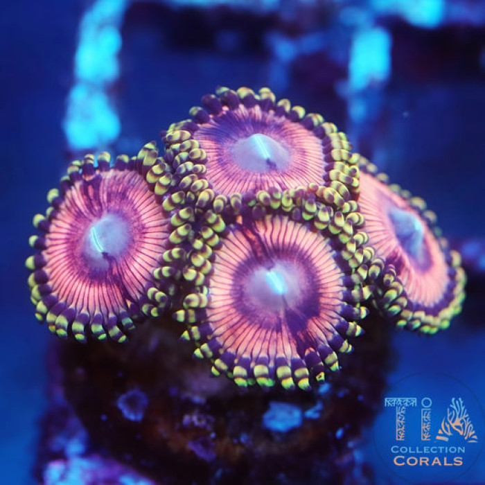TIA Pink Killer Zoanthids