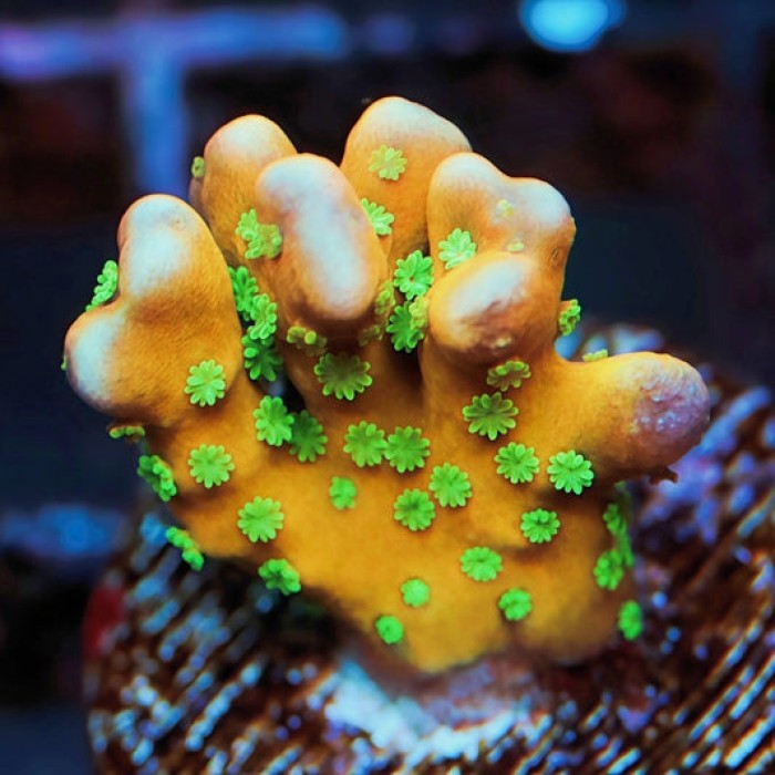 RR Tropicana Anacropora