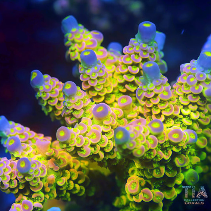 TIA Signature Macaron Sakura Acropora(cut to order)