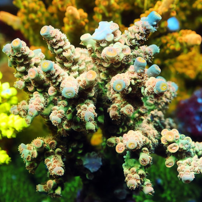 Colorful beginner-friendly coral frags in a reef aquarium