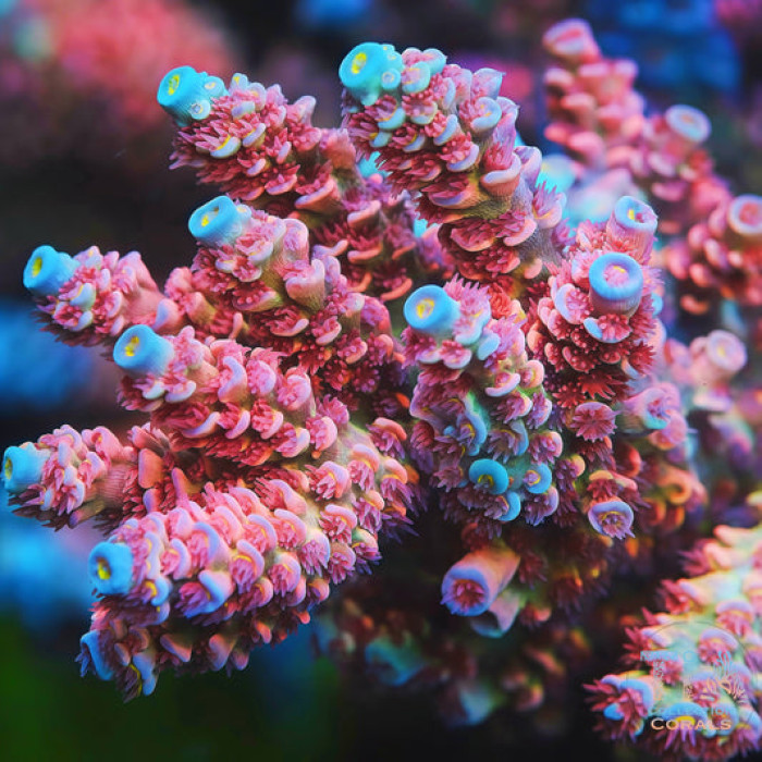 TIA Dream Petal Acropora Colony (cut to order)