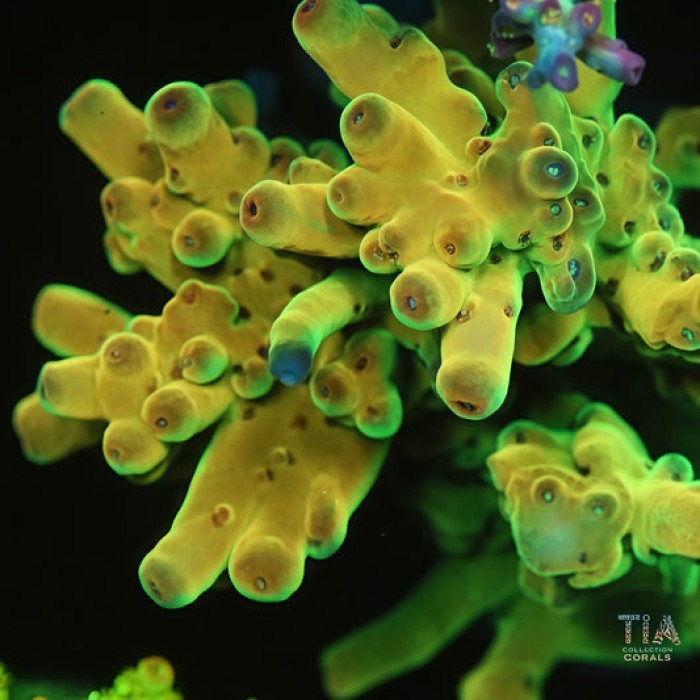 TIA Spectrum Core Colony (cut to order)