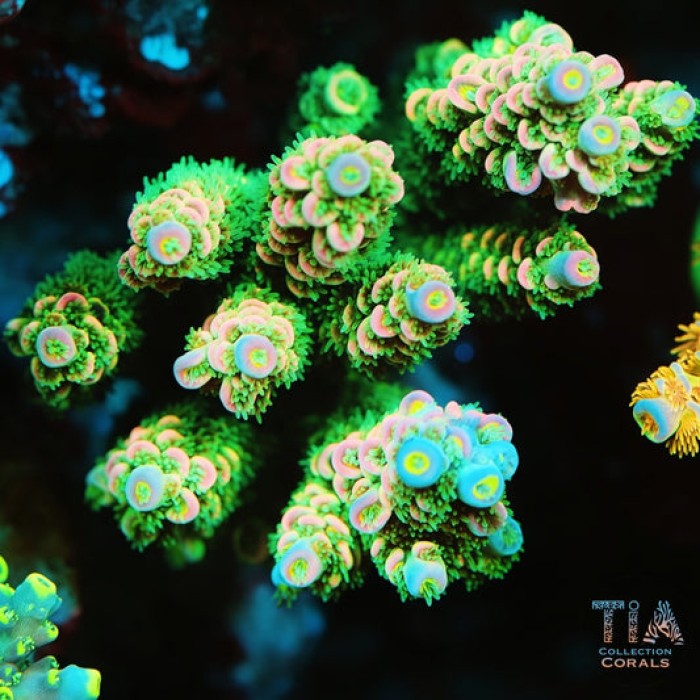 TIA Arcane Garden Acropora Colony (cut to order)