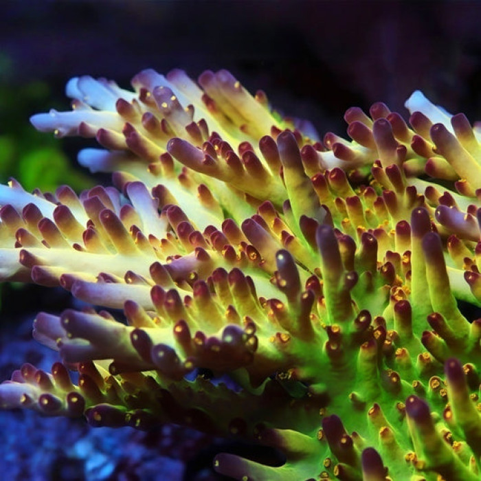 LRO Buzz Light Year Acropora (cut to order)
