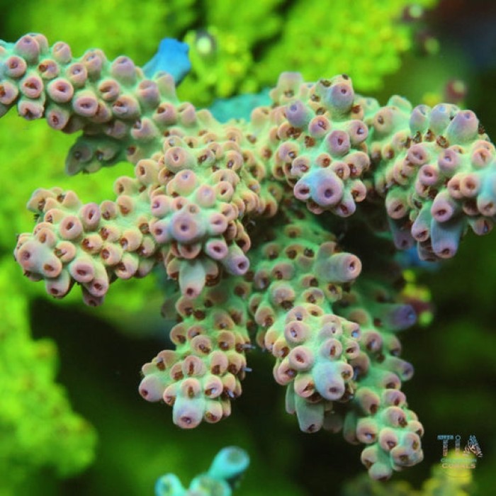 TIA Pistachio Acropora Colony (cut to order)