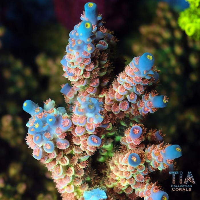 Tia Coral Blush Acropora Colony ( cut to order)