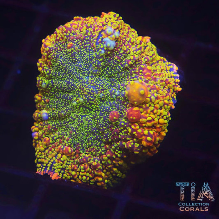 TIA Lotus Fire Bounce Mushroom
