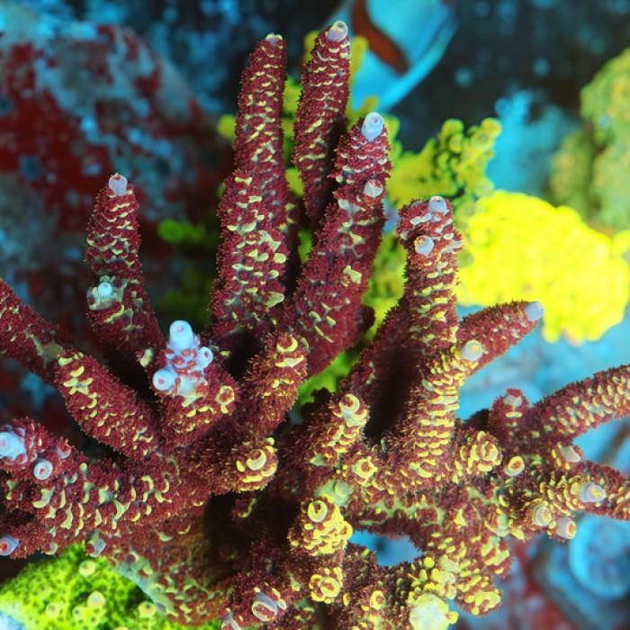 TIA Goldmane Colony (cut to order)