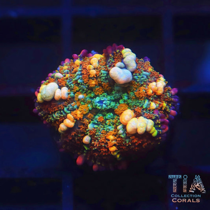 TIA Passionfruit Bounce Mushroom