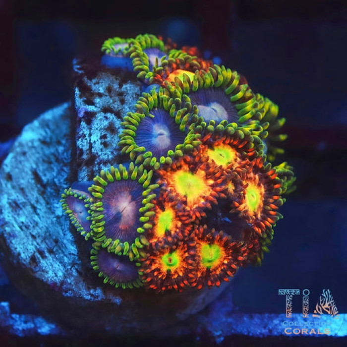 Solar Fallout Zoanthids