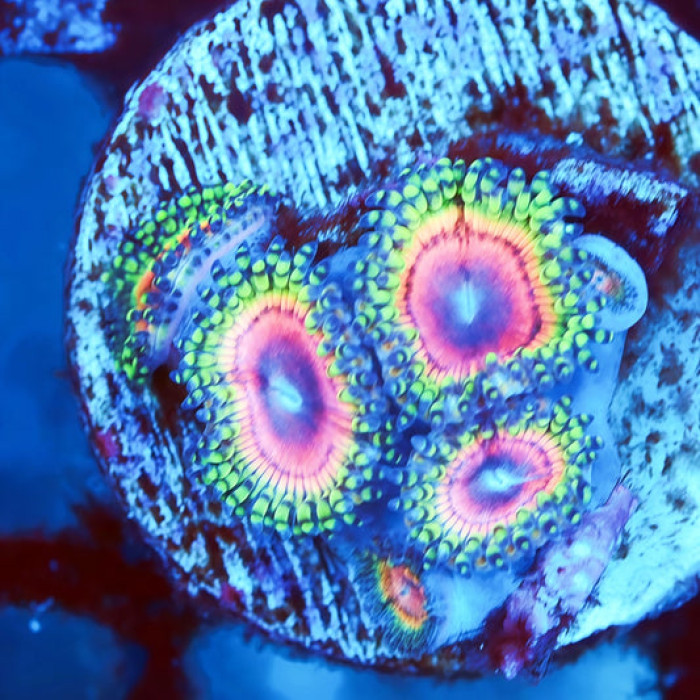 Little Shop of Horrors V2 Zoanthids