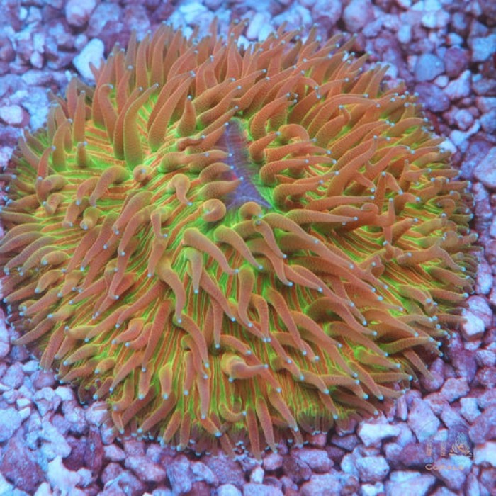 Rainbow Plate coral