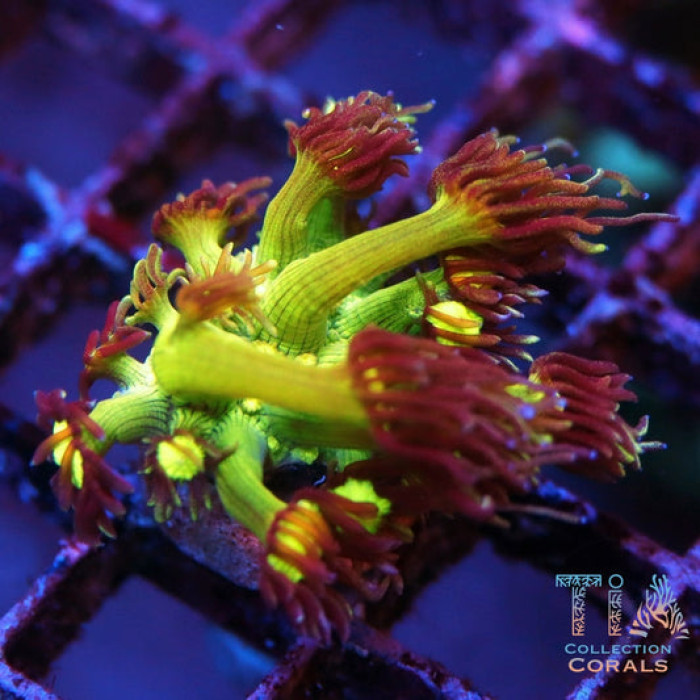 Electric Eye Goniopora coral with flowing polyps from TIA Collection Corals