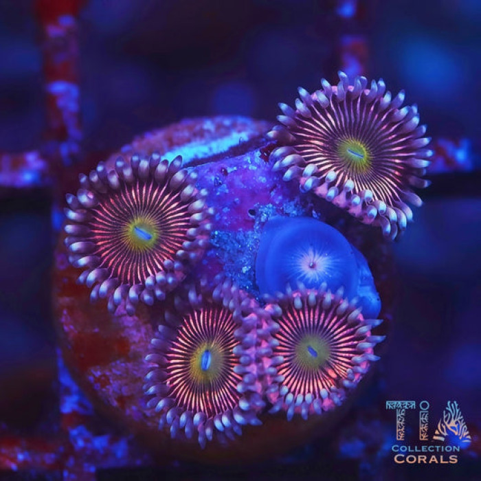Atomic Peach Zoanthids