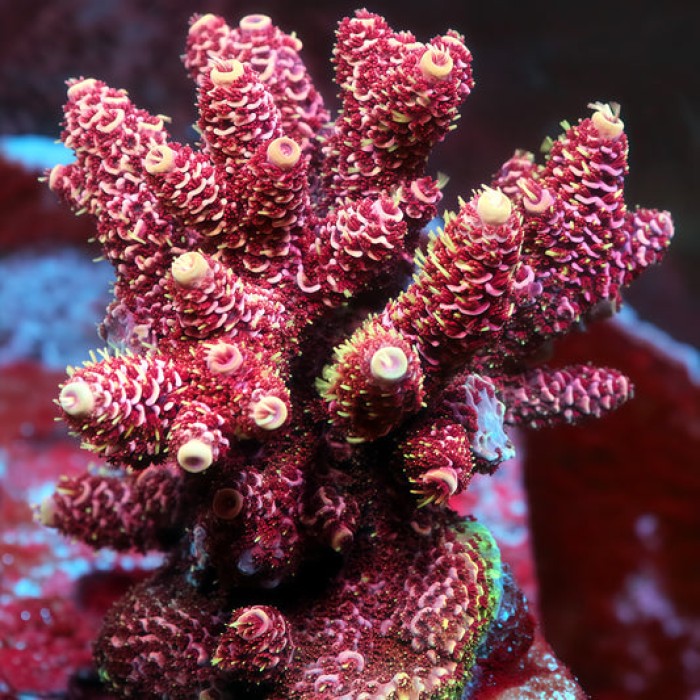 TIA Mauve Crown Acropora Colony (cut to order）