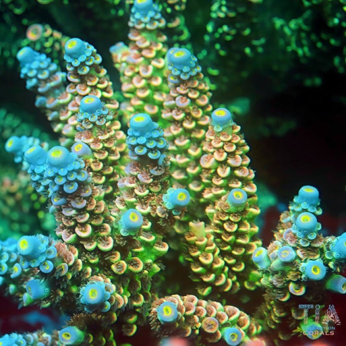 TIA Peacock Core Acropora Colony( cut to order)