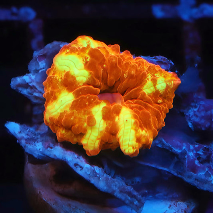 TIA Golden Goose Discosoma Mushroom