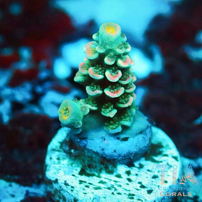 TIA Aqua Delight Tenuis Frag