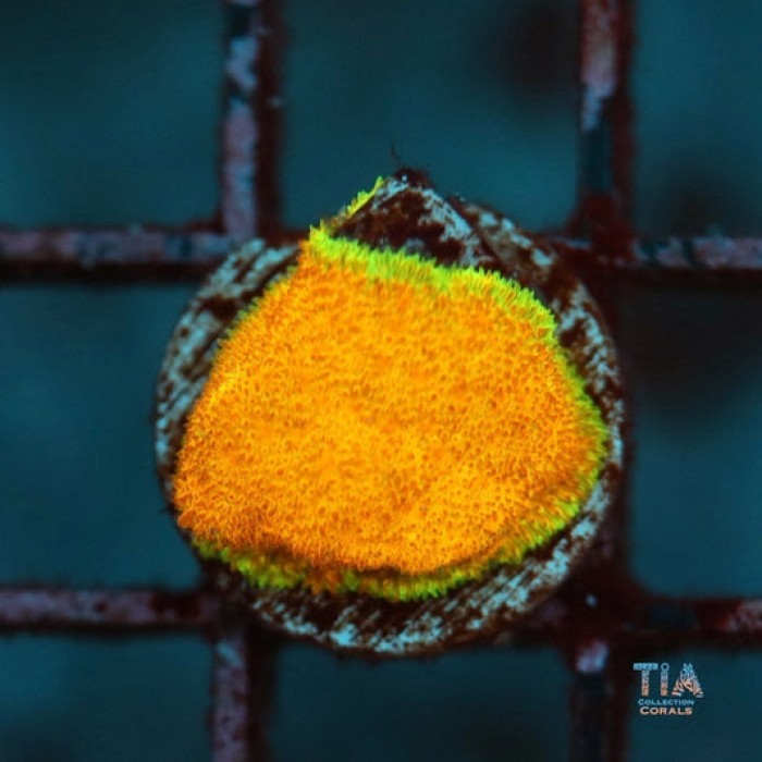 Ecc Golden Charm Psammocora