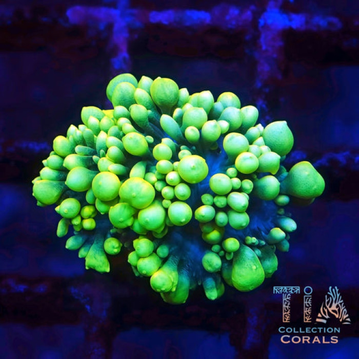 TIA First Chapter (Unknown Species)