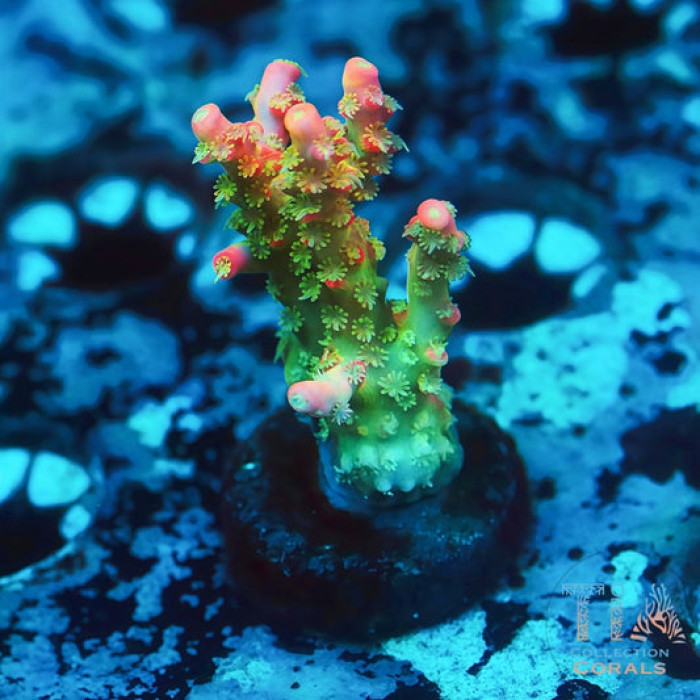 CB Tangerine Dreams Acropora