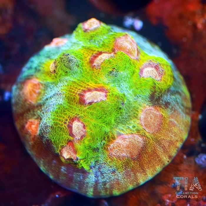 Peacock Waltz Chalice