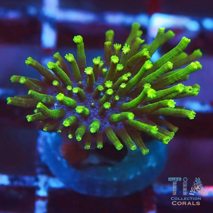 Neon Green Toadstool