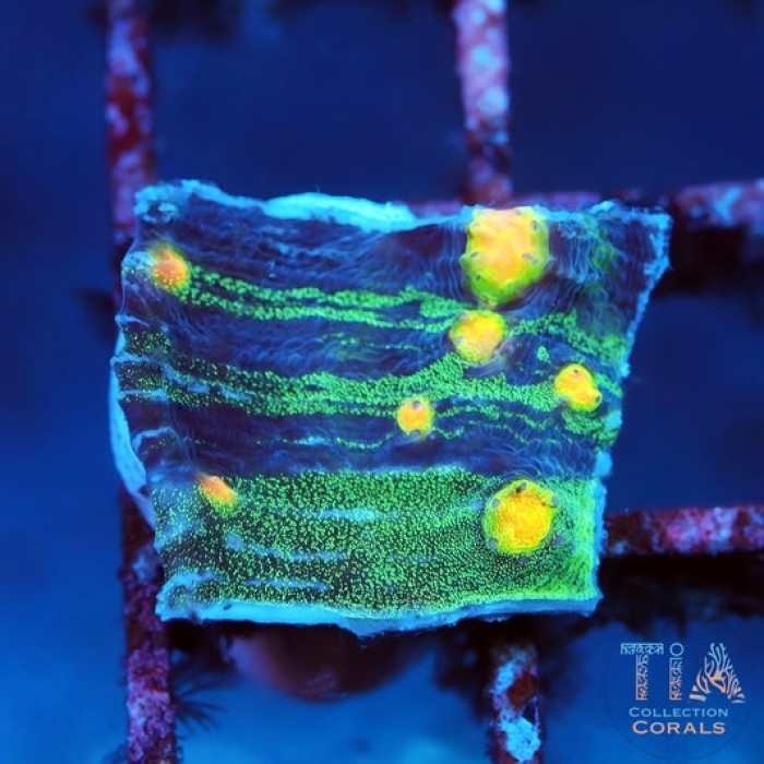 Grafted Raja Rampage Chalice