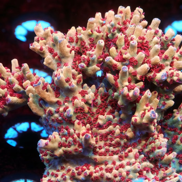 TIA Burning Phoenix Acropora Colony (cut to order)
