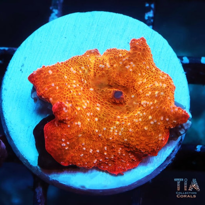 Vibrant orange flame Discosoma mushroom coral in a reef aquarium