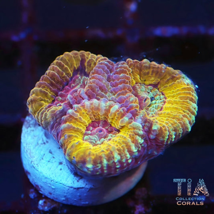 JF Psycho Rainbow Rim Favia (Copy)