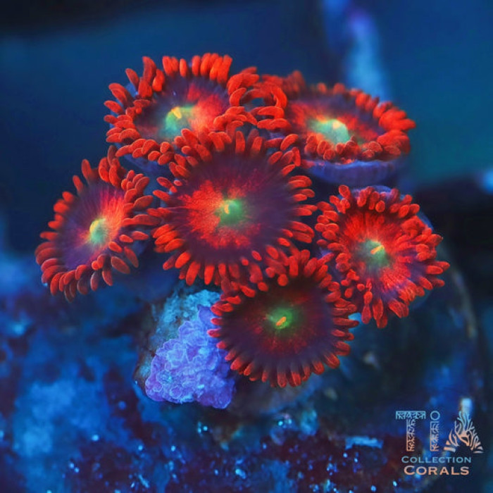 TIA Scarlet Reaper Zoanthids