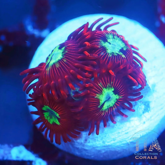 TSA Frosted Phoenix Zoanthids Frag