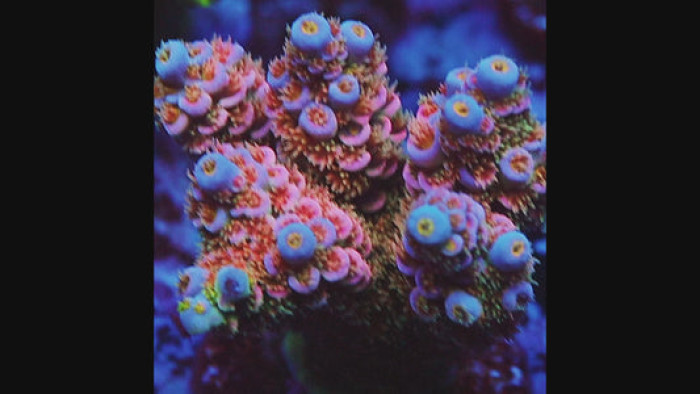 TIA Sunset Boulevard Tenuis (cut to order)