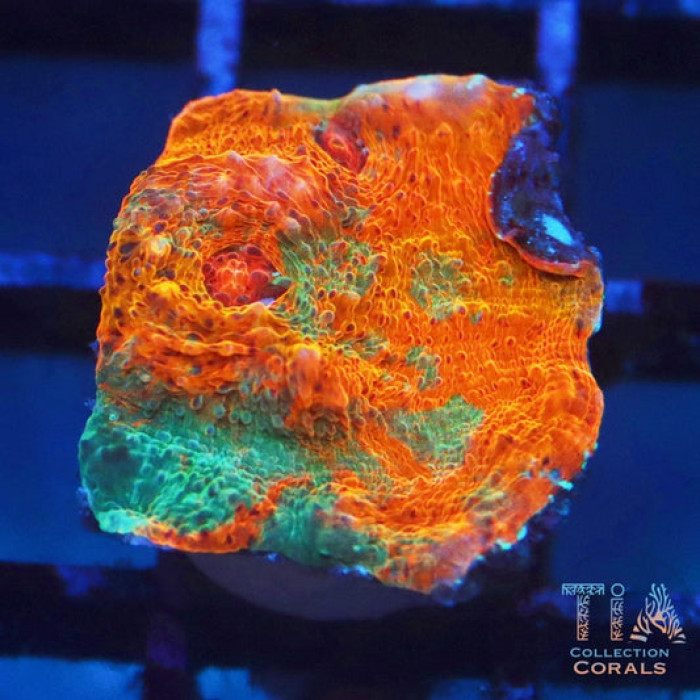 TSA Kaleidoscope Chalice Frag