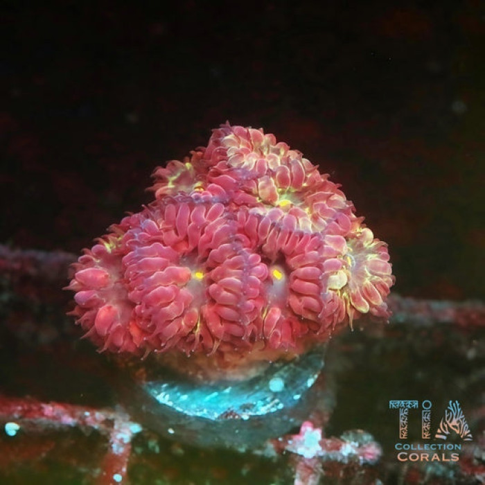 TIA Cherrypop Blasto