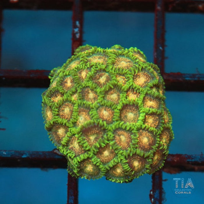 Mocha Crust zoanthids